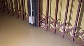 Pet cat trapped in flooded home rescued in Thailand