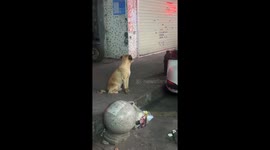 Calm dog with drawn glasses sits by roadside in Guangdong, China
