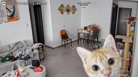 Cat curiously interacts with CCTV camera in Zhejiang, China