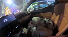 Dog tumbles off pillow during car ride in Hebei, China