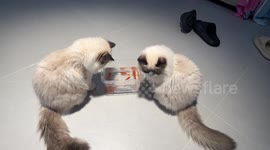 Two cats guard fish container in Shandong, China