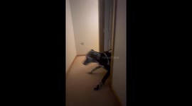 Dog slams into wall causing cracks in Queensbury, USA