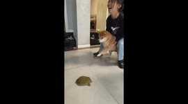 Dog reacts nervously to softshell turtle in Zhejiang, China