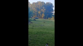 Dachshund playfully chases capybara in Mar del Plata, Argentina