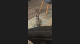 Pet rabbit throws a tantrum over new rabbit in Fort Myers, Florida, USA