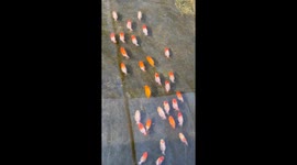 Playful hybrid lion goldfish swim together in Ban Pong, Thailand