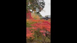 Japan: Autumn Colors Reach Their Peak Across Kyoto, Attracting Visitors