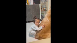 Baby feels better by cuddling up with fluffy Golden Retriever