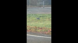 Editorial video showing a grey heron (Ardea cinerea) in Pavia, Italy, on November 25th 2025, while completing a predation event and swallowing a mouse. Filmed from distance with a zoom lens. Vertical Full HD (1080×1920), 4 minutes. No humans visible. Wild
