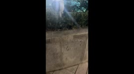 Cat perches on glowing lamp outside Incheon building, South Korea