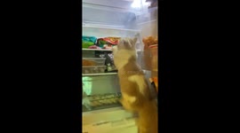 Persian cat lounges inside open refrigerator in Jakarta, Indonesia