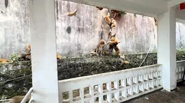 Dozens of monkeys swarm down mountain, scaring tourists in China as they rush past