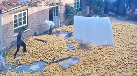 Toddler rescued after being buried under collapsed corn pile