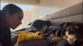 Playful tug-of-war with dog in Naucalpan de Juárez, Mexico