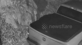 Black bear opens truck door in Gatlinburg, Tennessee, USA