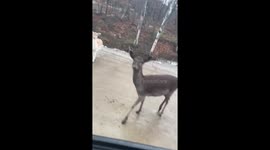 Deer pokes head into car window to steal food