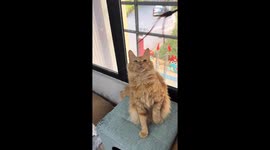 Domestic long-haired cat reacts to unexpected grab in Shanghai, China