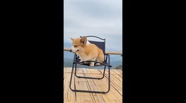 Corgi sitting on shaking chair in Chonburi, Thailand