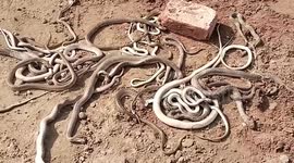Pakistan: Shakargarh: 29 Snakes Recovered from Under Construction House