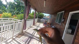 Lizard trespassing in private property is gently evicted. French island of Martinique, Le François, Caribbean, West Indies, France. 25 November 2025