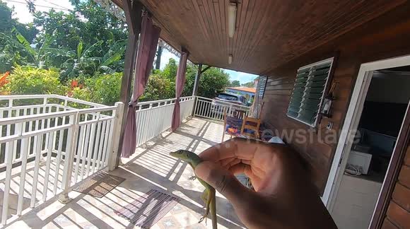 How to catch a lizard with bare hands. Lizard trespassing in private property is gently evicted. French island of Martinique, Le François, Caribbean, West Indies, France. 25 November 2025
