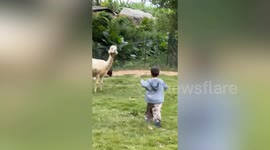 Alpaca spits straight into little boy’s face during feeding time