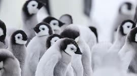 Brit wildlife photographer captures pics of cutest penguins since Happy Feet