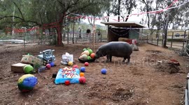 World's oldest pygmy hippo celebrates 52nd birthday with Hungry Hungry Hippos party
