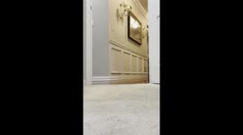 Dachshund Rubee plays with paper bag in Bayport, New York, USA