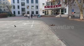 Stray cat stealthily catches pigeon on Shandong campus, China