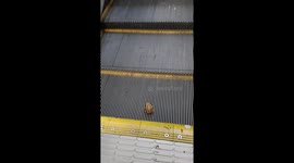 Frog stuck on escalator hops to safety