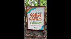 Pet cafe has pack of Corgi pooches to play with customers on island