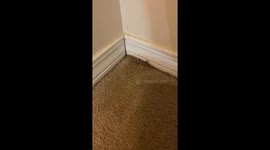 The Gecko Ran Right at Me