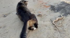 Cat Toys With Caught Mouse