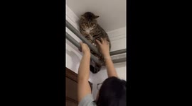 Cat stuck on top of pipes rescued by owner