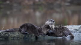 Otter Holds Bass as Bald Eagle Tries to Grab it on Umpqua River