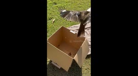 Kookaburra calls the clan after smashing into car in heartwarming viral moment