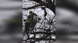 Canada: Firefighters Rescue Eagle Trapped 70 Feet Up In British Columbia Tree