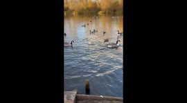 Dog Saves Pup From Incoming Bird