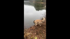 Golden Retriever Struggles To Stand On Stump