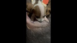 Puppy Puts Mom Through a Hard Time