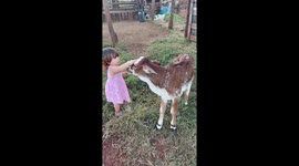Little Girl Loves Her Calf