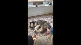 Sassy husky Bella scolds dad’s foot in viral nap clip