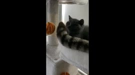 Kitten Learns Quickly To Leave Brother's Tail Alone