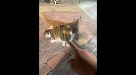 Fierce Feline Protection