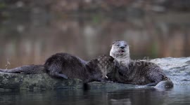 Otter Holds Bass as Bald Eagle Tries to Grab it on Umpqua River