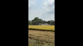 Farmer operates comb harvester to gather rice grains