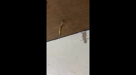 Lizard found stretching upside down from ceiling