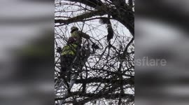 Firemen rescue eagle trapped 70ft up tree in British Columbia