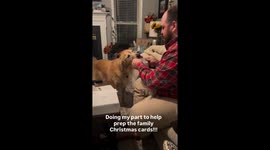 Santa's little helper: Family use pet dog's licks to seal Christmas card envelopes